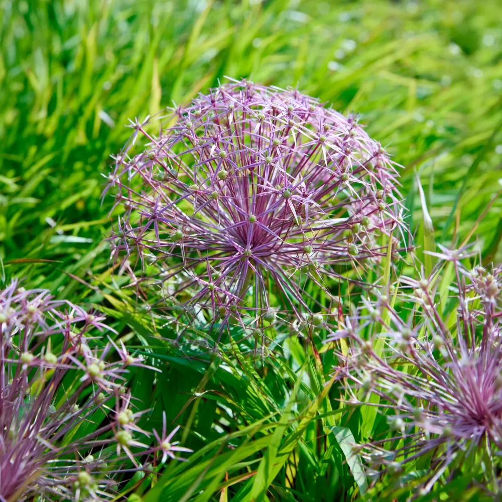 10 Alliums Christophii Allium christophii