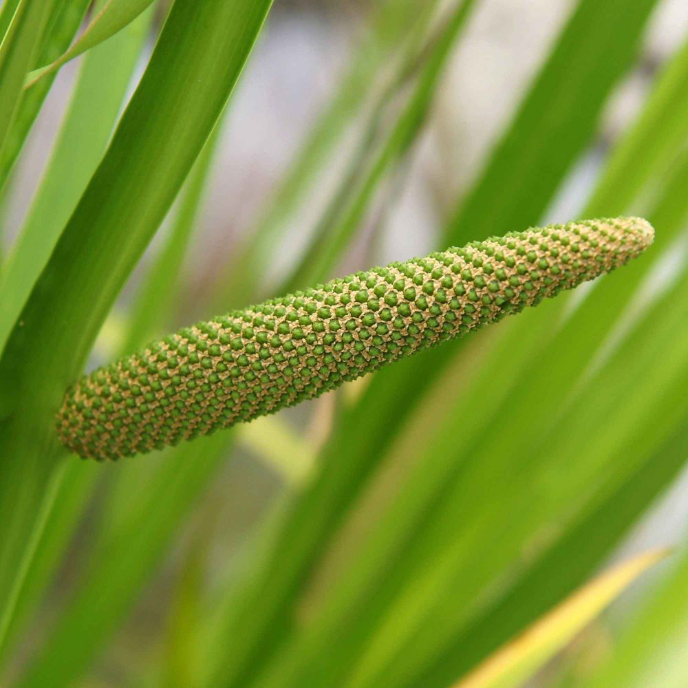 Acore odorant Acorus calamus (kalmoes)