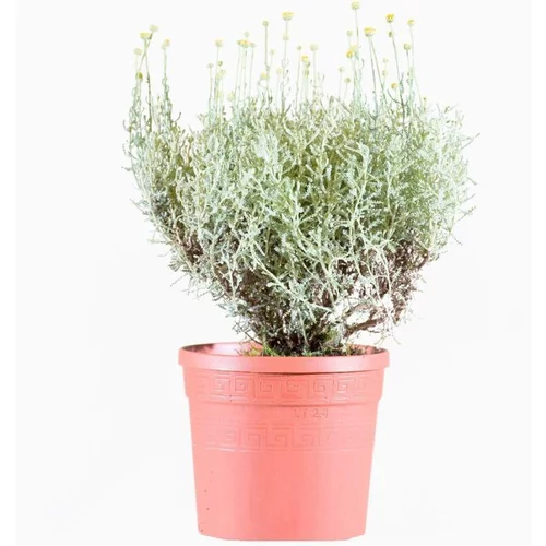Santoline en pot de 6 L vert