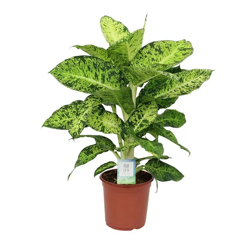 Dieffenbachia varié H 90 cm. Le pot de Ø 24 cm