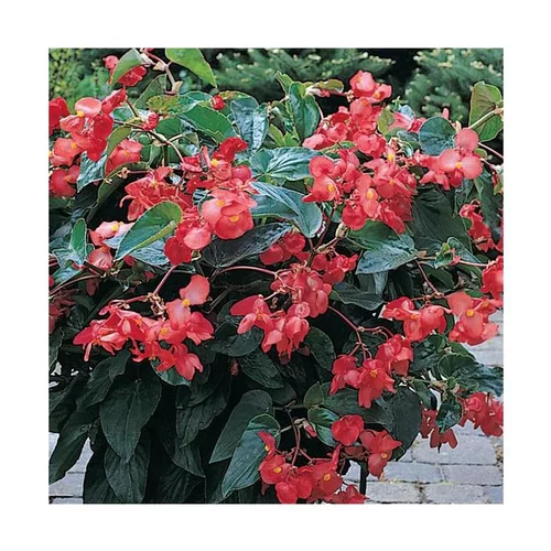 Begonia Big - Le pot de 10,5 cm