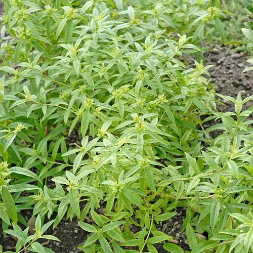 Verveine Citronnelle Bio. Le pot de 10,5 cm