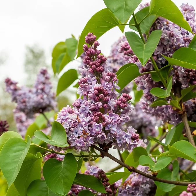 Lilas Belle de Nancy Syringa vulgaris Belle de Nancy