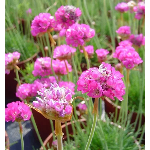 Armeria - Le pot de 10.5 cm