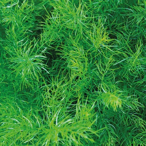 Asparagus. Le pot de 13 cm