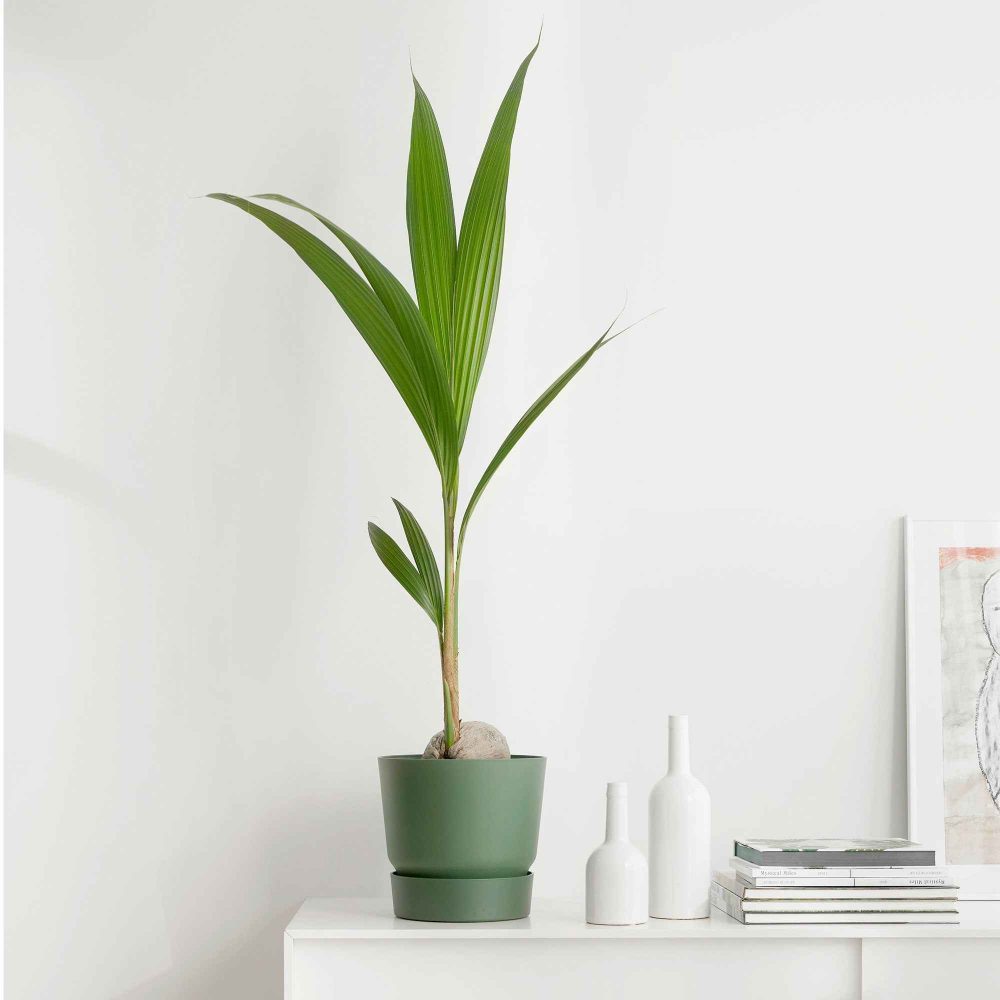 Cocotier d'intérieur Cocos nucifera