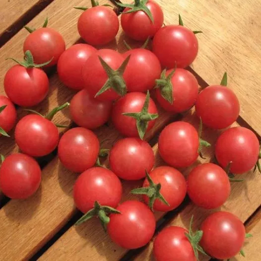 Semences bio de Tomate cerise Rose Quartz Multiflora