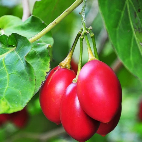 Tomates en arbre Cyphomandra betacea