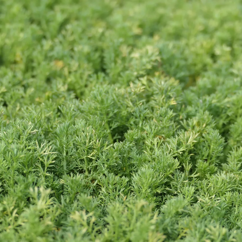 Camomille romaine Treneague Chamaemelum nobile treneague
