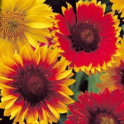 Gaillardes vivaces en mélange Gaillardia aristata