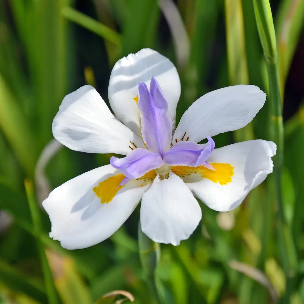 Dietes à grandes fleurs Dietes grandiflora