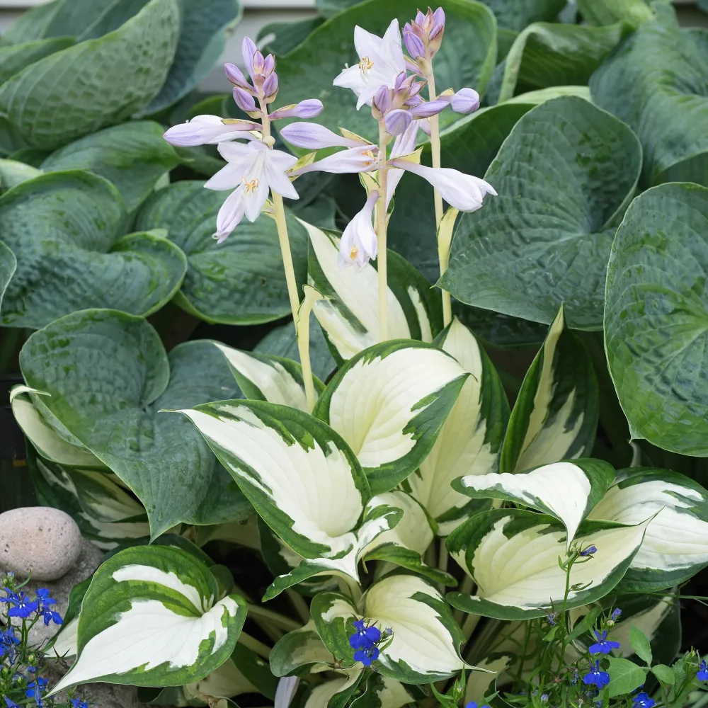 Hosta Feu et glace Hosta Fire and Ice