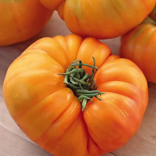 Plant Greffe Tomate Côtelee Ananas Bio. Le pot de 1 litre