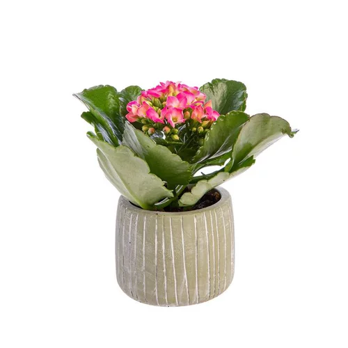 Kalanchoé baby avec cache-pot Ø 6 cm