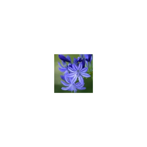 Agapanthe Bleue. Le pot de 4 litres