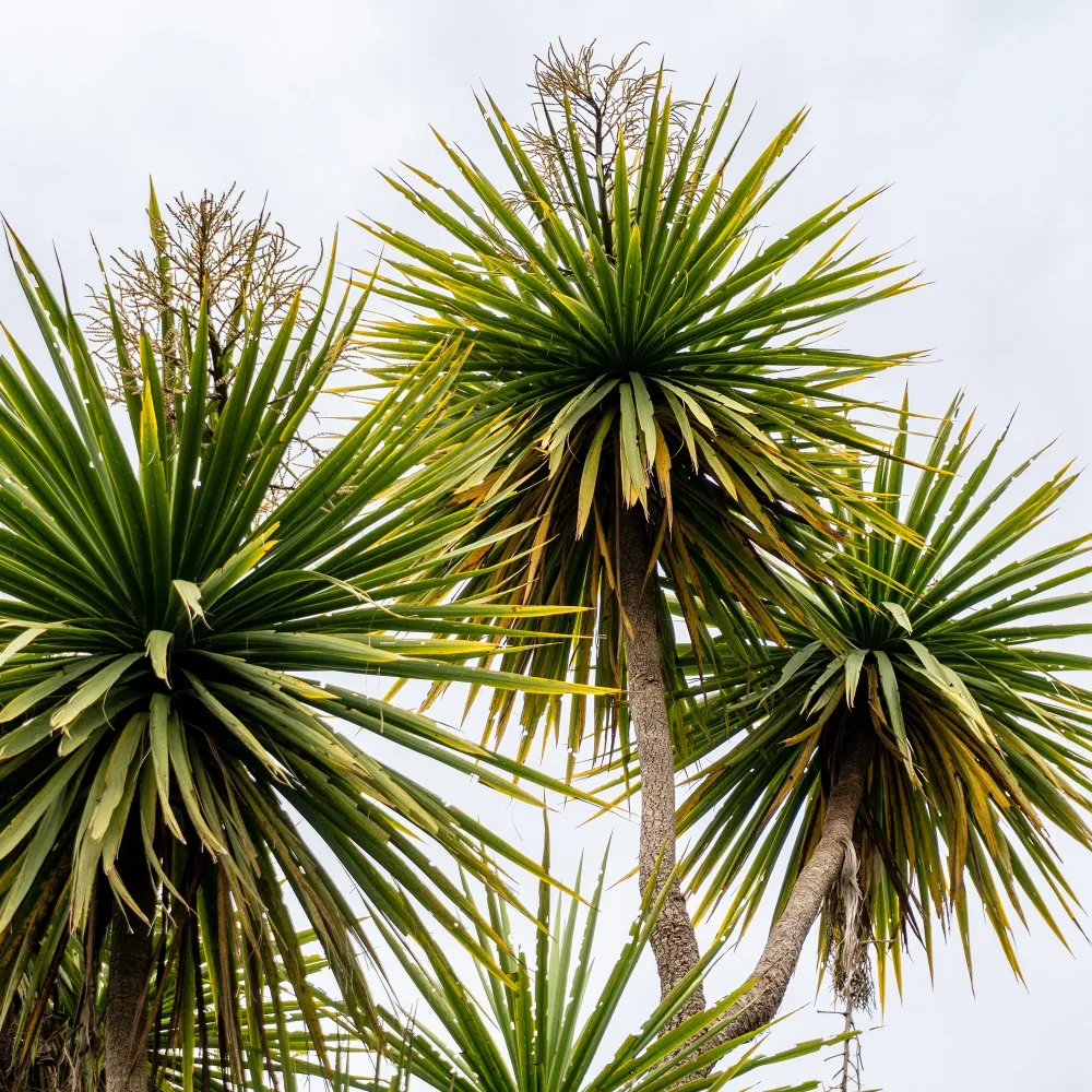 Cordyline australe Cordyline australis