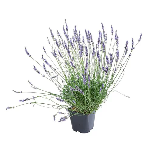 Lavande. Le pot de 3 litres