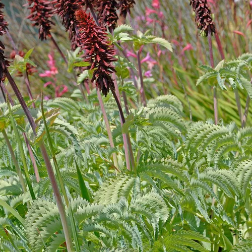 Melianthus Major - Le pot de 3 litres