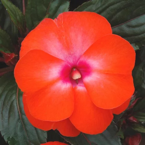 Impatiens ou Impatience de Nouvelle-Guinée à fleurs multicolores - La coupe Ø 25 cm