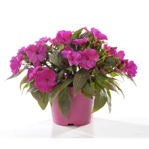 Impatiens de Nouvelle Guinée. Le pot de 16/21 cm