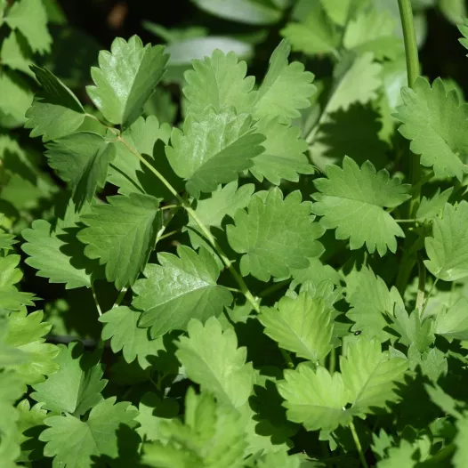 Graines de Pimprenelle bio | Graines aromatiques