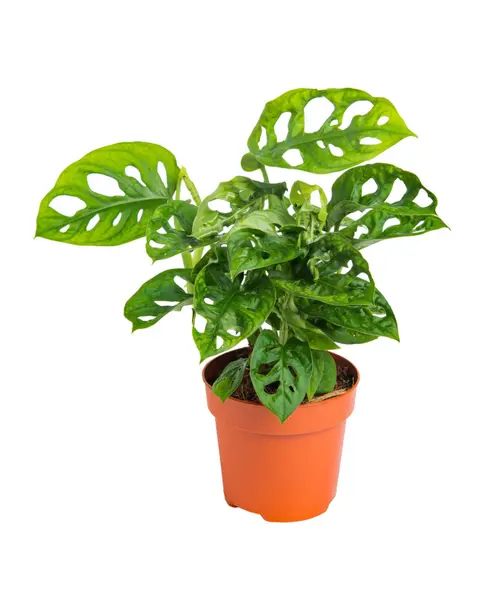 Monstera Monkey Mask vert. Le pot Ø 14 cm