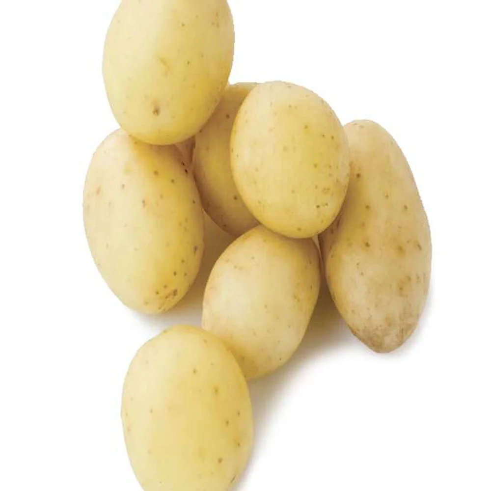25 Pommes de terre Penni Bio Solanum tuberosum penni