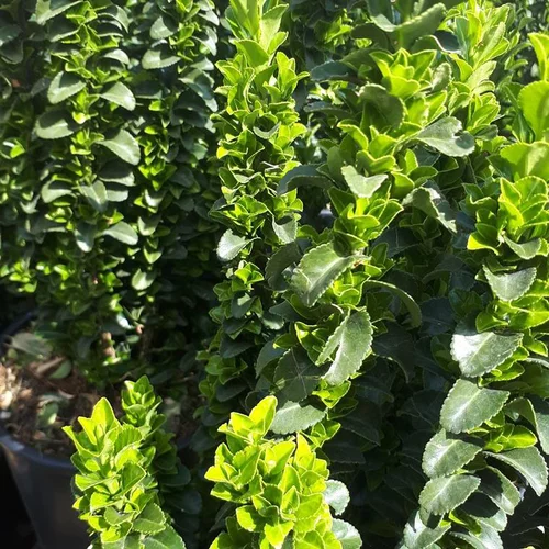 Euonymus Japonicus Benkomasaki Erecta vert en pot de 10 L