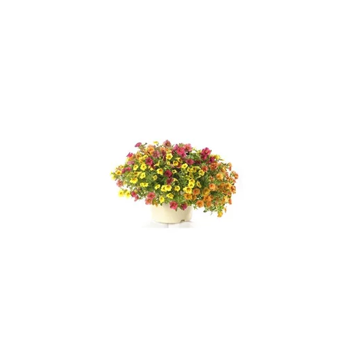 Calibrachoa - Le pot de 5 litres