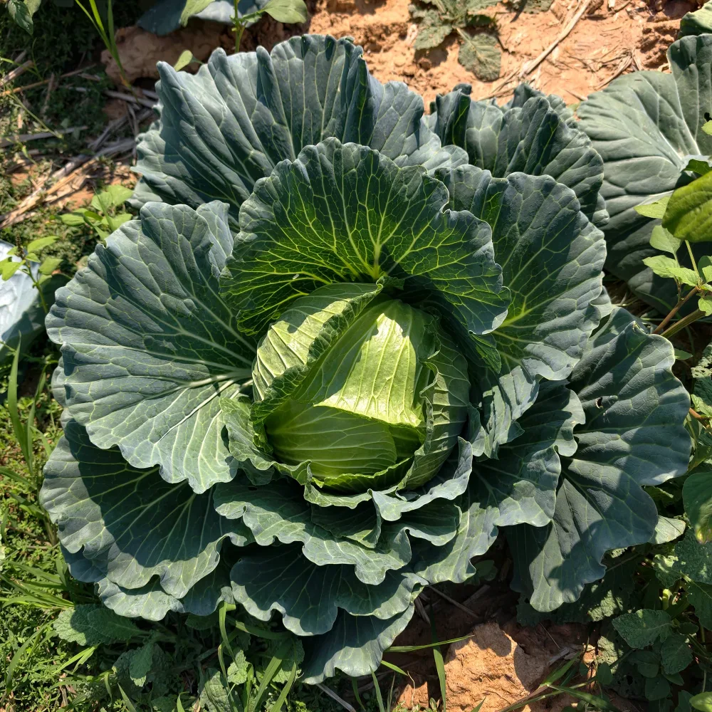 Chou cabus De Brunswick Brassica oleracea capitata de brunswick