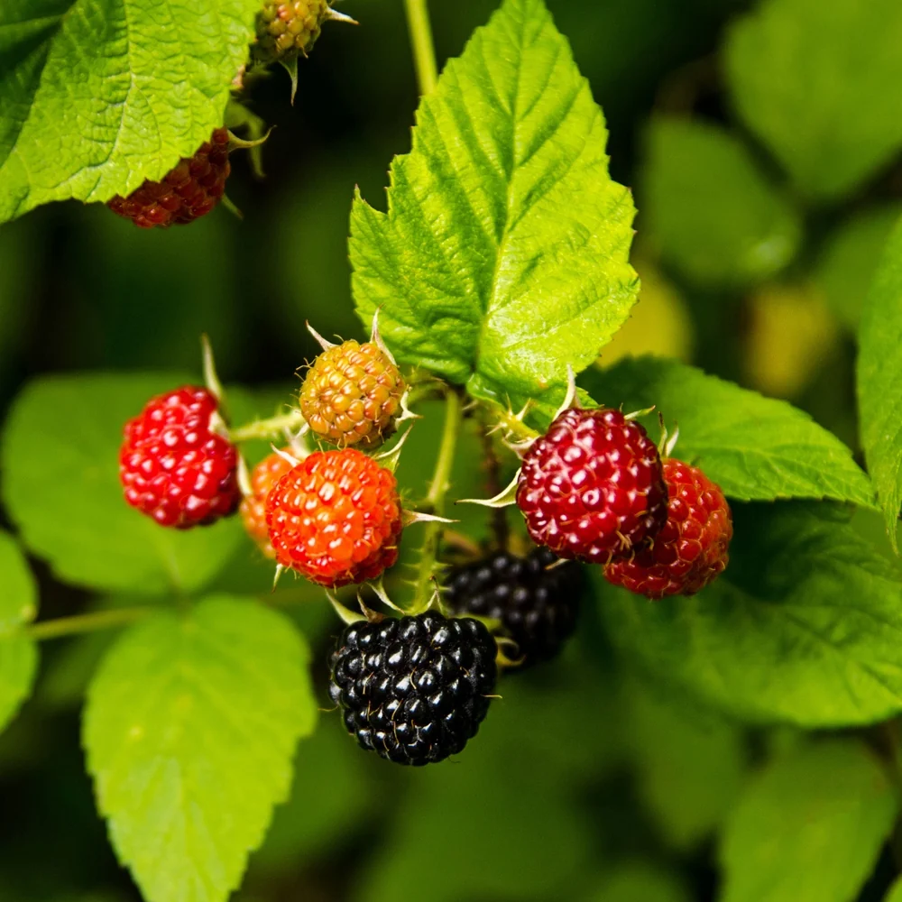 Framboisier Black Jewel Rubus idaeus 'black jewel'