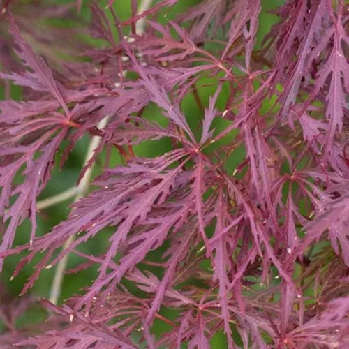 Acer Palmatum Greffe Dissectum Garnet (érable du Japon) 1 ? 2 tige en pot de 16 L rouge