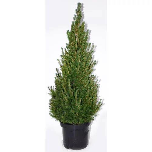 Picea Glauca Conica (Epinette blanche) 60/80 en pot de 12 L vert