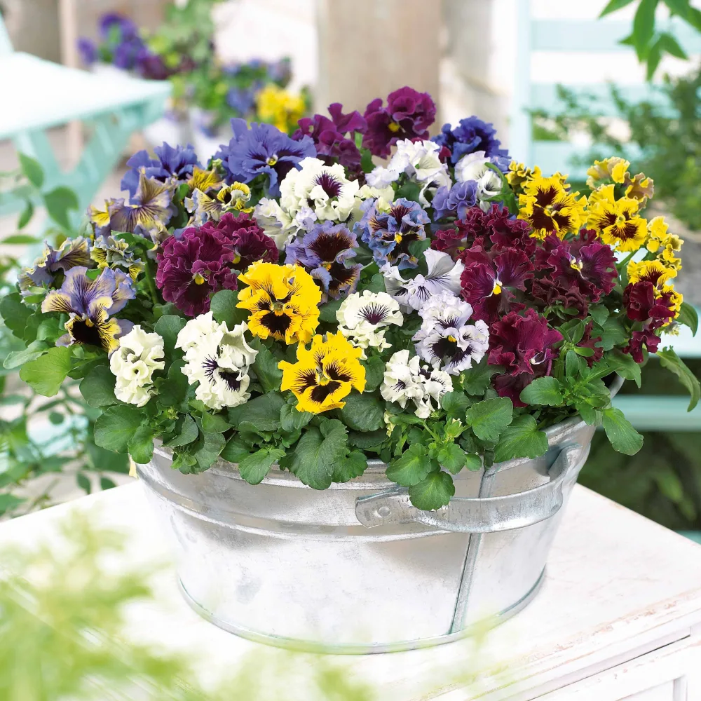 2 Pensées frisées en mélange Viola x wittrockiana frizzle sizzle mixed