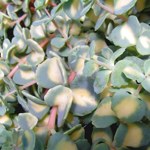 Sedum Sieboldii - Le pot de 9 cm