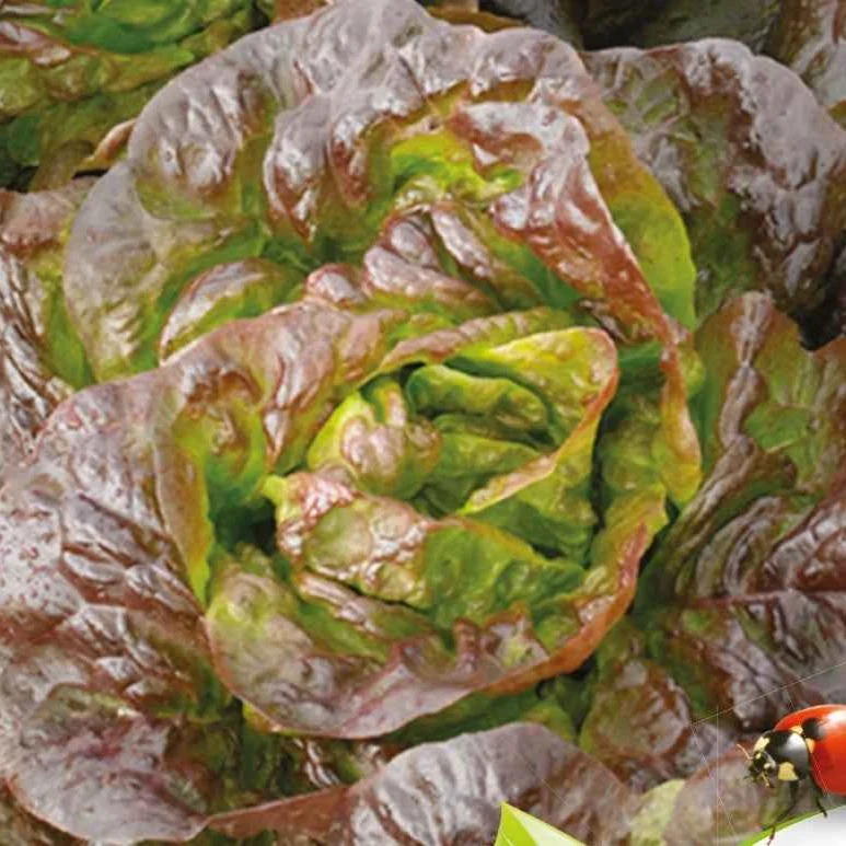 Laitue pommée Roxy Bio Lactuca sativa roxy