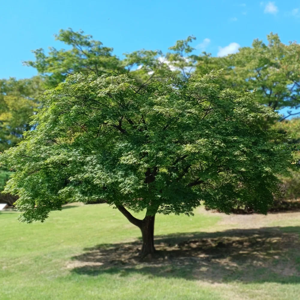 Érable du Japon Acer palmatum