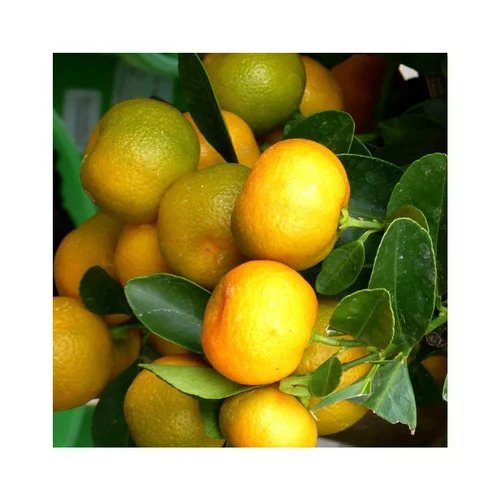 Calamondin. Le pot de 5 litres