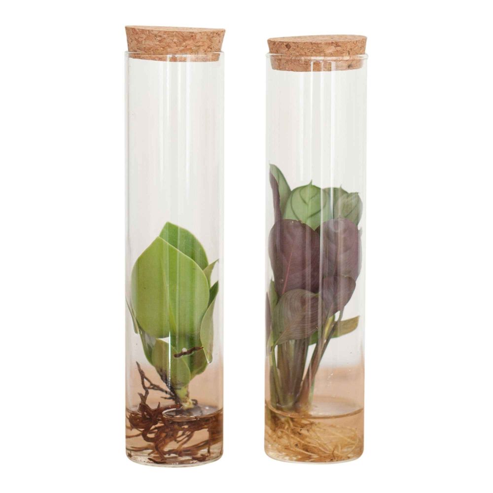 Collection de 2 plantes hydroponiques et ses tubes en verre Stekmix Tube glas 2st