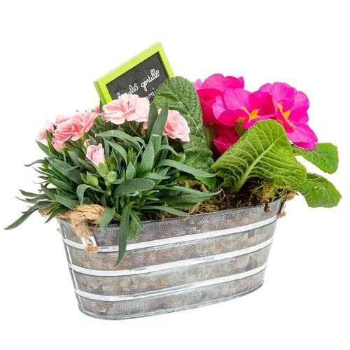 Composition de dianthus primula - La jardinette en zinc blanchie