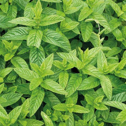 Menthe Marocaine Bio. Le pot de 1 litre