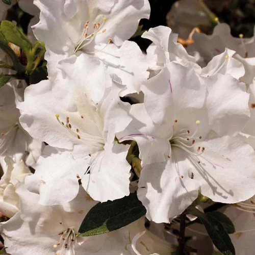 Azalée (Azalea) Encore Lily blanc. Le pot de 4 litres