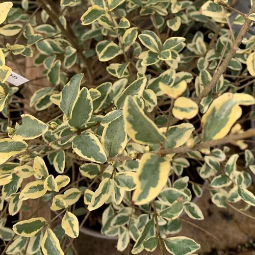 Troène Ligustrum Ibota Musli Muster touffe. Le pot de 3 litres