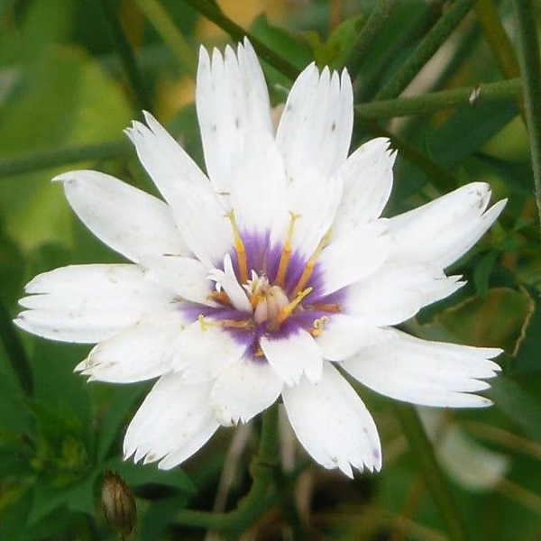 6 x Cupidone | Catananche caerulea 'Alba' – godet 9cm x 9cm