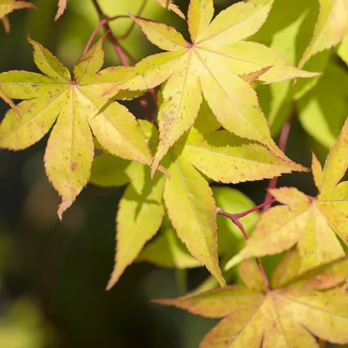 Érable du Japon Osakasuki jaune. Le pot de 55 litres