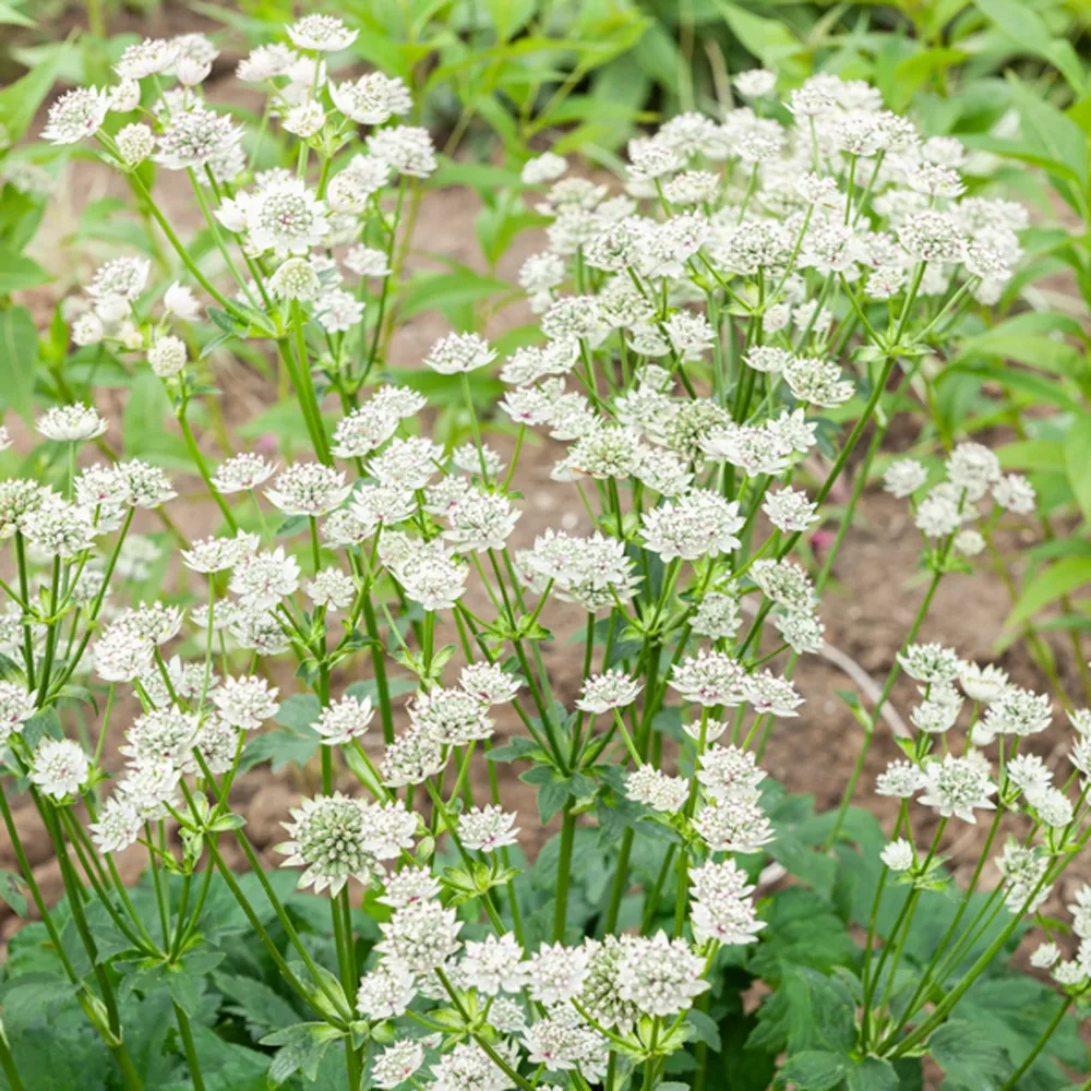Grande astrance Star of Billion Astrantia major Star of Billion