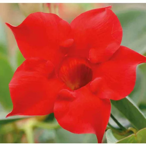 Dipladénia Bella Red Compact - Le pot de 9 x 9 cm