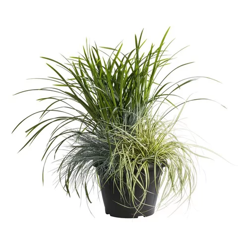 Graminées variées - Le pot de 7,5 litres