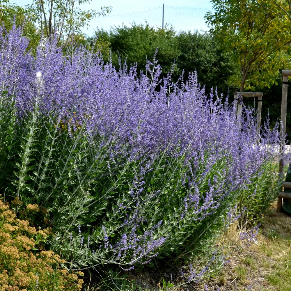Perovskia atriplicifolia Blue spire Perovskia atriplicifolia blue spire