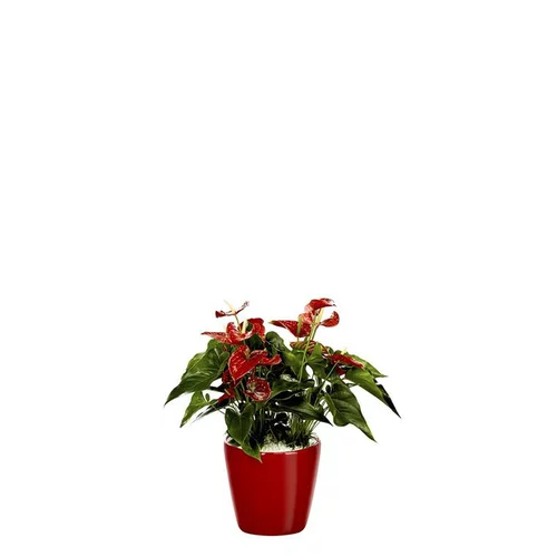 Anthurium et son pot Classico premium Ø 35 rouge
